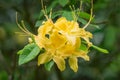 Close-up of a group of Yellow Flame Azalea Flowers Ã¢â¬â Rhododendron calendulaceum Royalty Free Stock Photo